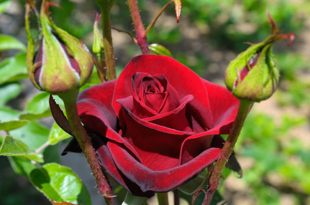 Red rose in a summer garden.