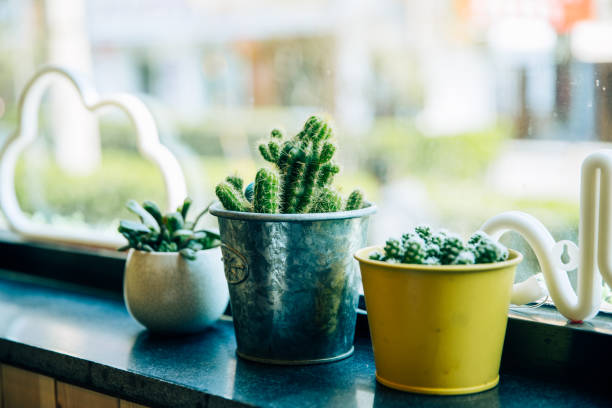 The green cactus in front of the window