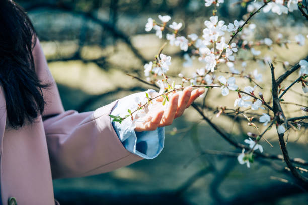 Touch the cherry blossoms in the blue sky with your hands