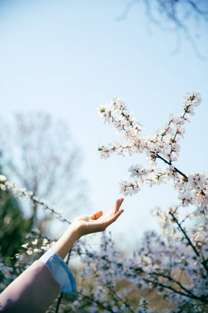 istock Touch the cherry blossoms in the blue sky with your hands 2176158549