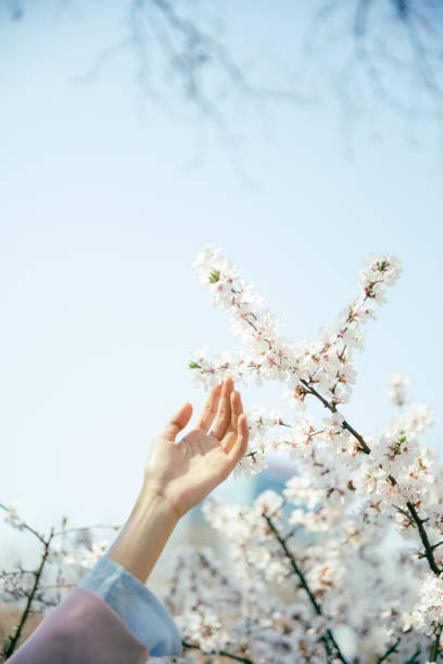 istock Touch the cherry blossoms in the blue sky with your hands 2176158729