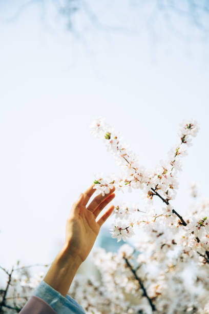 istock Touch the cherry blossoms in the blue sky with your hands 2176158733