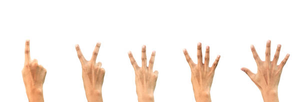 istock Close-up Hand Gestures Counting Numbers One to Five on White Background - Isolated Hands in Sequence - Perfect for Educational, Communication, and Visual Learning Concepts. 2176161419