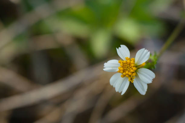 Bidens pilosa flowers are small, white and yellow in color.