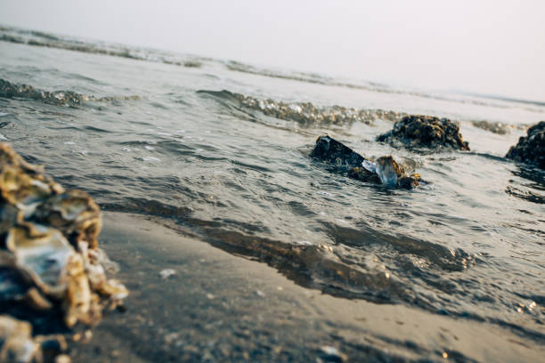 The surface waves of the ocean