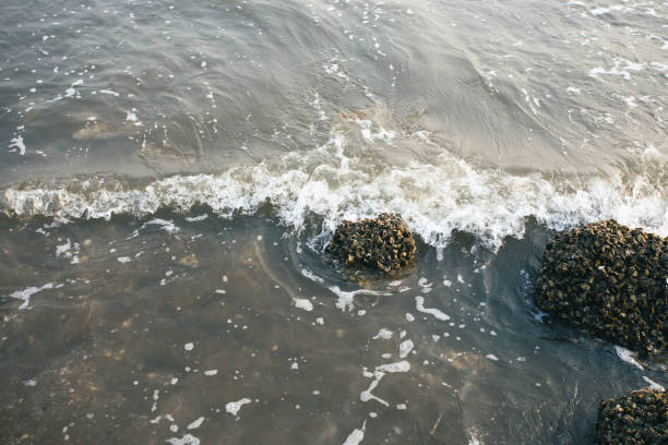 The surface waves of the ocean