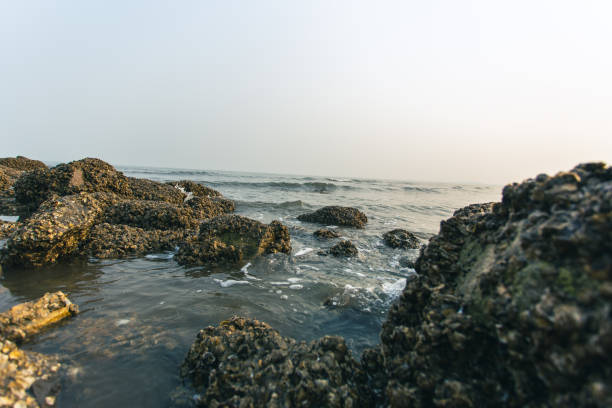 Oyster farming reefs by the seaside