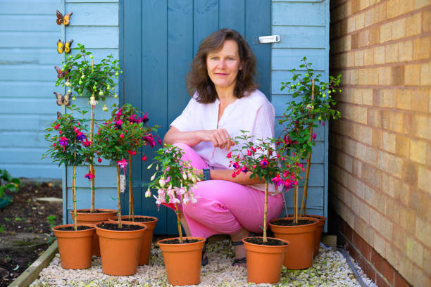 All the standards on display were grown from cuttings taken in April and May of 2024.  The picture shows them coming into flower in mid to late September, 2024.
