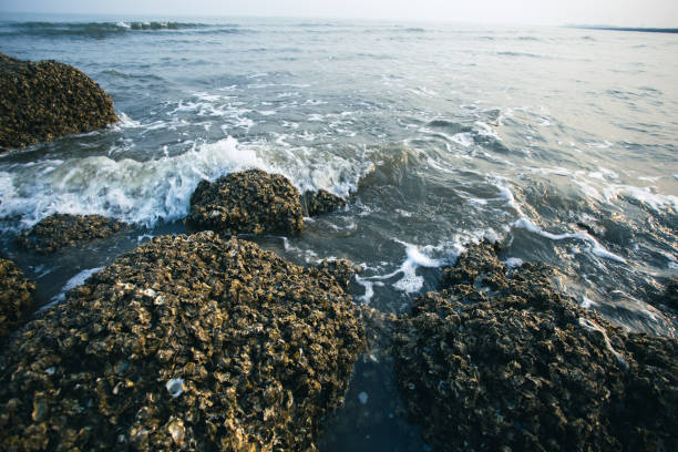 Oyster farming reefs by the seaside