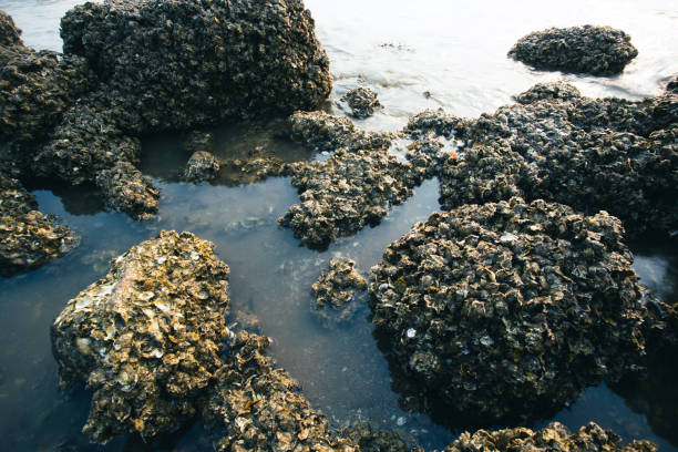 Oyster farming reefs by the seaside