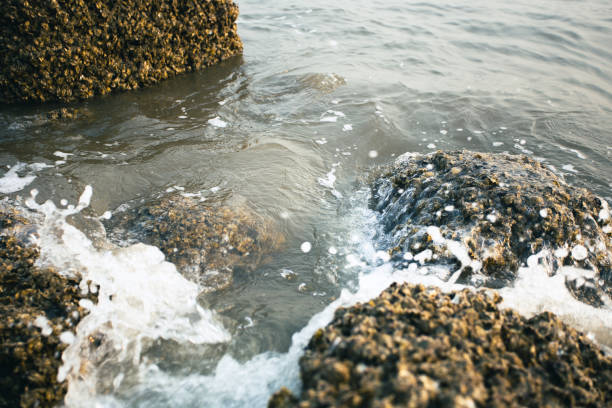 Oyster farming reefs by the seaside