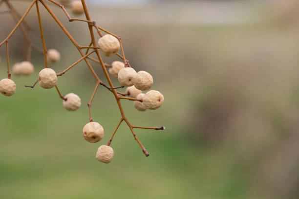 Melia azedarach (chinaberry Tree) beads with blur background. white dried fruits on a branch in winter. Melia azedarach (chinaberry Tree) beads with blur background. white and yellow dried fruits on a branch in winter. chinaberry stock pictures, royalty-free photos & images