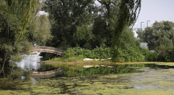 The Olympic Island Bridge connects Toronto Island and Olympic Island. Part of the downtown skyline is to the right past the trees. Summer morning near the Inner Harbour.