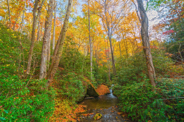 Golden Trees Beyond the Green Undergrowth