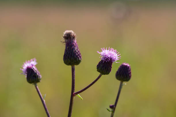 prickly thistle blooming closeup outdoor horizontal