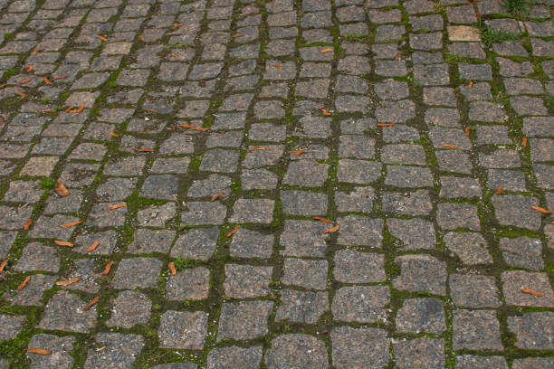 A close up image depicts a quaint cobblestone street, showcasing the intricate stones interwoven, with vibrant moss flourishing on its surface
