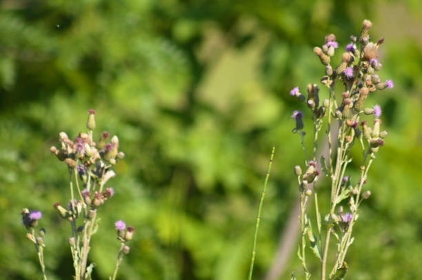 Close-up of creeping thistle buds with green blurred plants on background