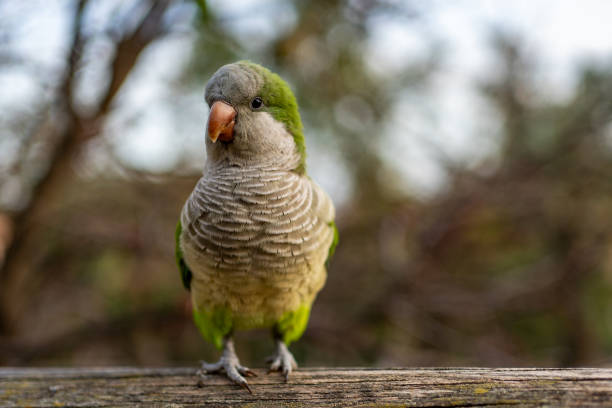 Portrait of a Monk Parakeet.