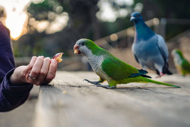 A wild Monk Parakeet (Myiopsitta monachus) is being fed by an unknown person in Barcelona. The intelligent parrot is seen accepting food directly from the person's hand.