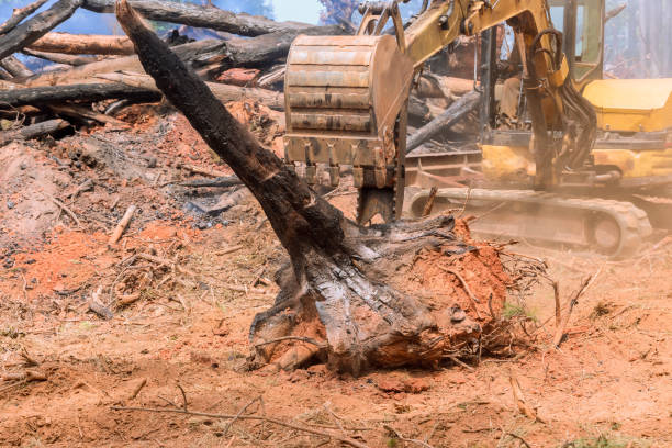 istock Firefighters working in forest, excavator clears after fire burnt a trees 2176173185