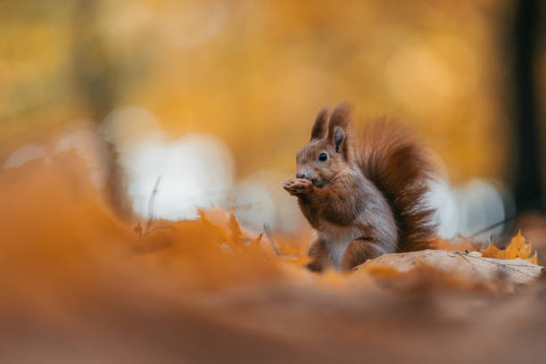 istock Squirrel Feeding in Autumn Leaves in Forest 2176173222