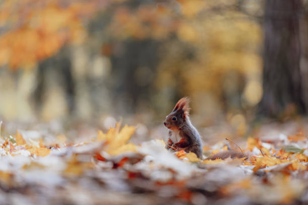 istock Squirrel Feeding in Autumn Leaves in Forest 2176173337