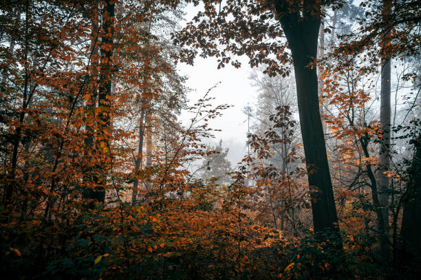 The scene captures a dark autumn forest shrouded in fog. Leaves display fall colors, and most trees are nearly bare, creating a spooky atmosphere. The low light adds to the eerie feeling of the photograph.