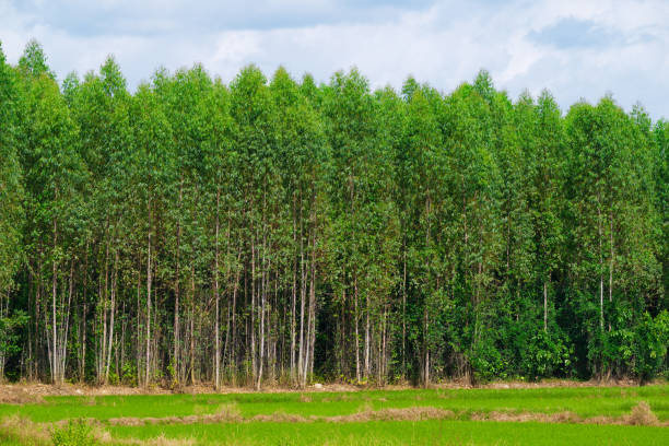 istock Eucalyptus forest, countryside of thailand 2176173978
