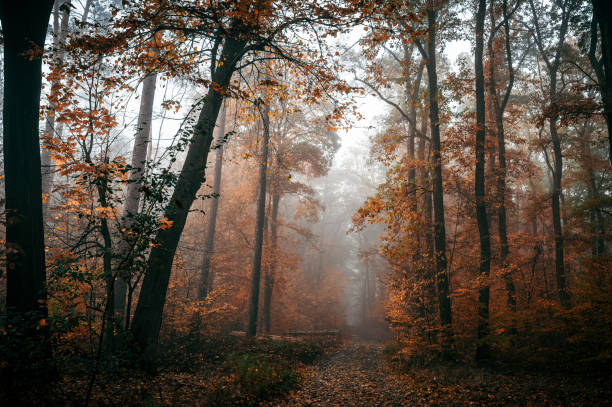 A dark, eerie autumn forest is shrouded in fog. The leaves display vibrant fall colors, and the atmosphere is cold and damp. A pathway winds through the nearly dark, spooky woods.