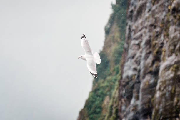 Red billed gull flying forage during the rain in the forest at New Zealand