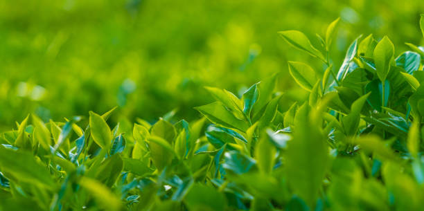 istock Natural green leaves plants using as spring background cover page environment ecology or greenery wallpaper. Nature of green leaf in garden at summer. 2176176169