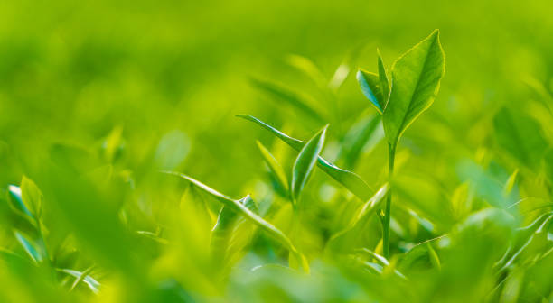 Natural green leaves plants using as spring background cover page environment ecology or greenery wallpaper. Nature of green leaf in garden at summer.