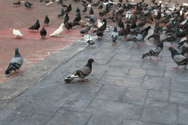 istock Urban pigeons gathering on city pavement. 2176177087