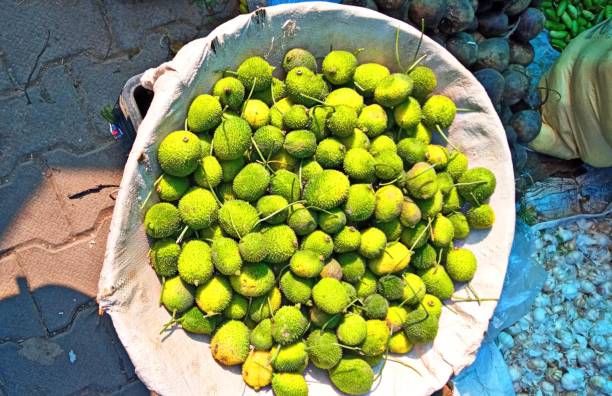 Fresh Harvest of Spiny Gourd Vegetable