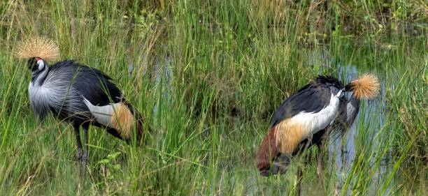 istock Grey crowned crane in wetland grass 2176183111