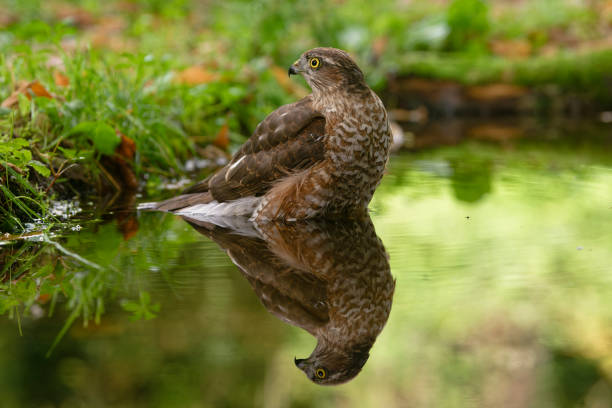 A portrait of a Sparrowhawk