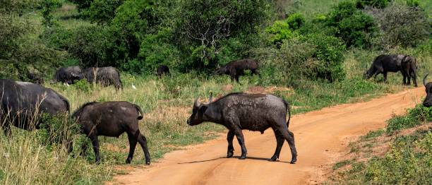 istock Buffalo herd grazing in the savannah 2176185398