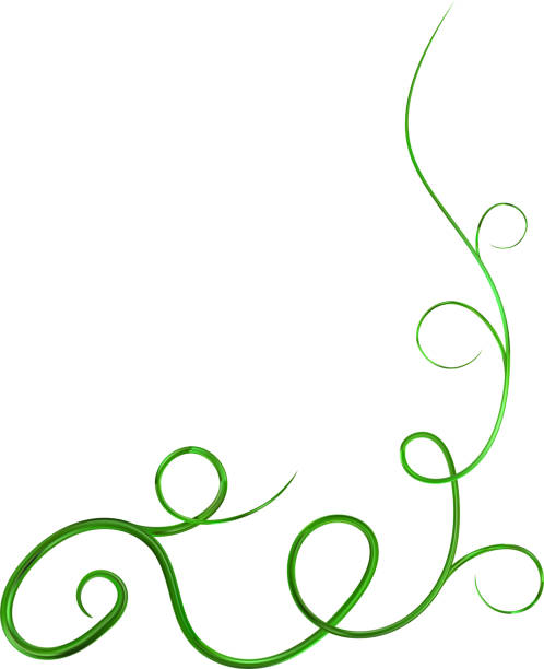 kürbis lockiger zweig. anmutiger grüner kürbiszweig - rankenpflanze stock-grafiken, -clipart, -cartoons und -symbole