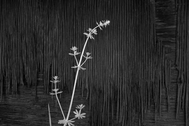 reed texture in black white color by a lake from Sweden nature