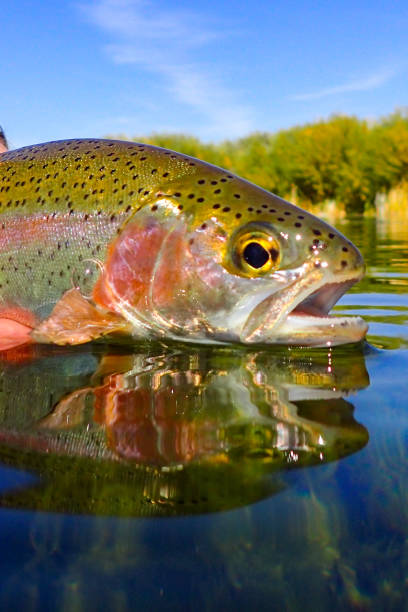 istock Rainbow trout in Silver Creek, Idaho 2176188161