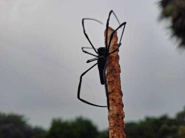 istock Spider : A spider hangs silently on its delicate web, waiting patiently for unsuspecting prey to appear. 2176190783