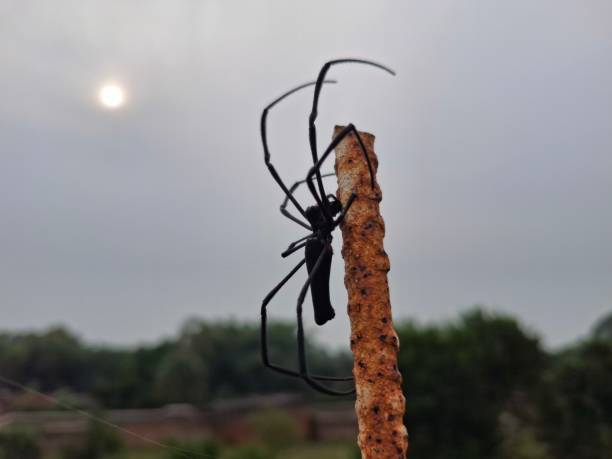 istock Spider : A spider hangs silently on its delicate web, waiting patiently for unsuspecting prey to appear. 2176190871