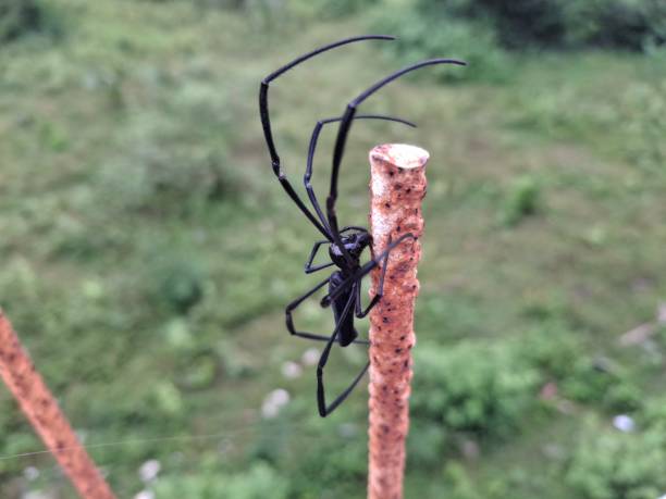 Spider : A spider hangs silently on its delicate web, waiting patiently for unsuspecting prey to appear.