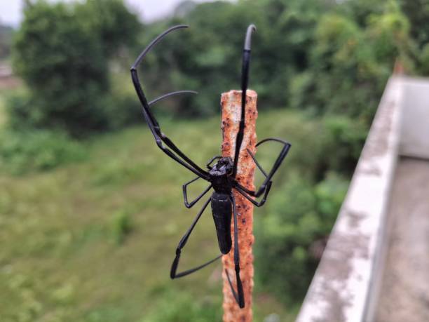istock Spider : A spider hangs silently on its delicate web, waiting patiently for unsuspecting prey to appear. 2176191351
