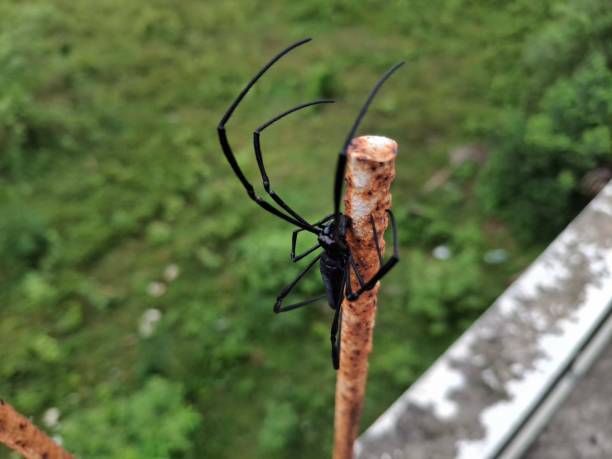 istock Spider : A spider hangs silently on its delicate web, waiting patiently for unsuspecting prey to appear. 2176191464