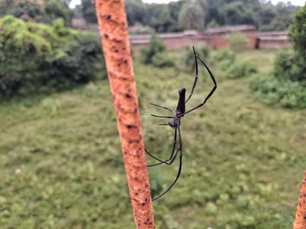 istock Spider : A spider hangs silently on its delicate web, waiting patiently for unsuspecting prey to appear. 2176191643