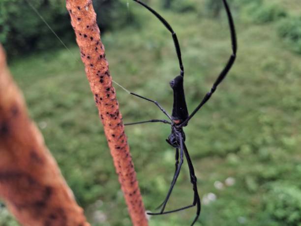 istock Spider : A spider hangs silently on its delicate web, waiting patiently for unsuspecting prey to appear. 2176191769