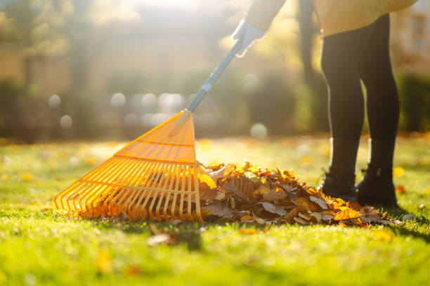 istock Collect autumn leaves with a rake, work in the garden, park. 2176192006