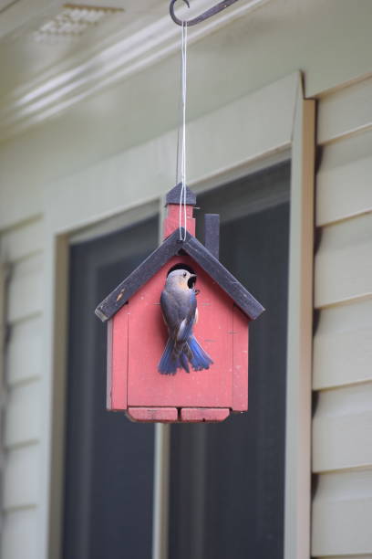 female blue bird entering red bird house