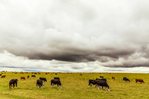 Cows grazing on a green field under cloudy overcast sky